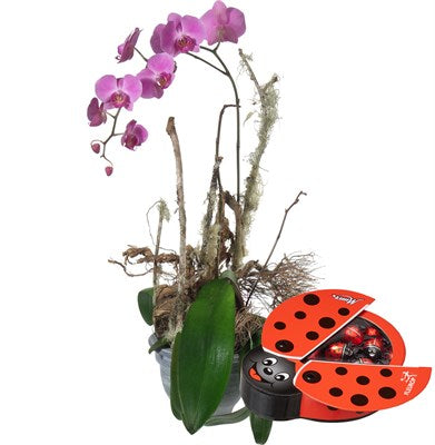 Orchidee (Pflanze) mit Schoggi-Glückskäfer