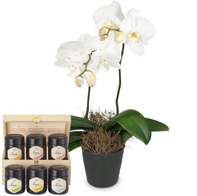 Orchidee (Phalaenopsis) im Cachepot mit Bee-Family-Honig