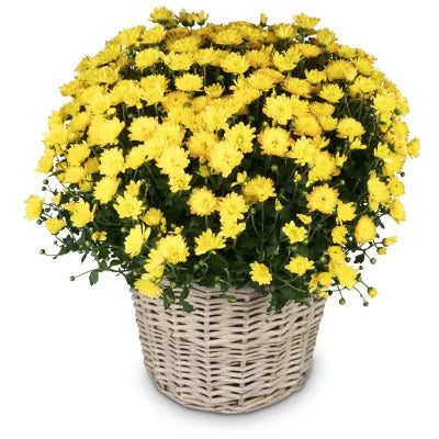 Chrysanthemepflanze gelb mit Korb