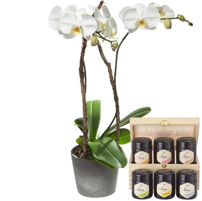 Orchidee (Phalaenopsis) im Cachepot mit sechs verschiedenen Honigsorten