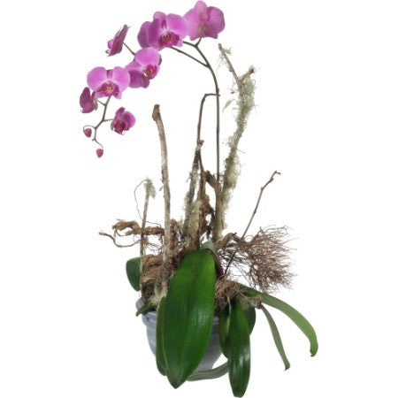 Une précieuse orchidée (en pot)