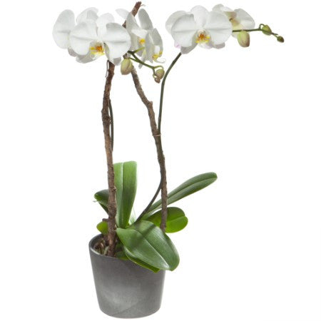 Orchidee (Phalaenopsis) im Cachepot