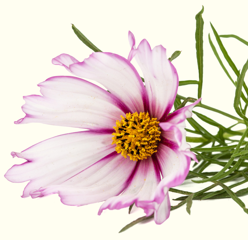 HertigFleurs Nos astuces Fleur header