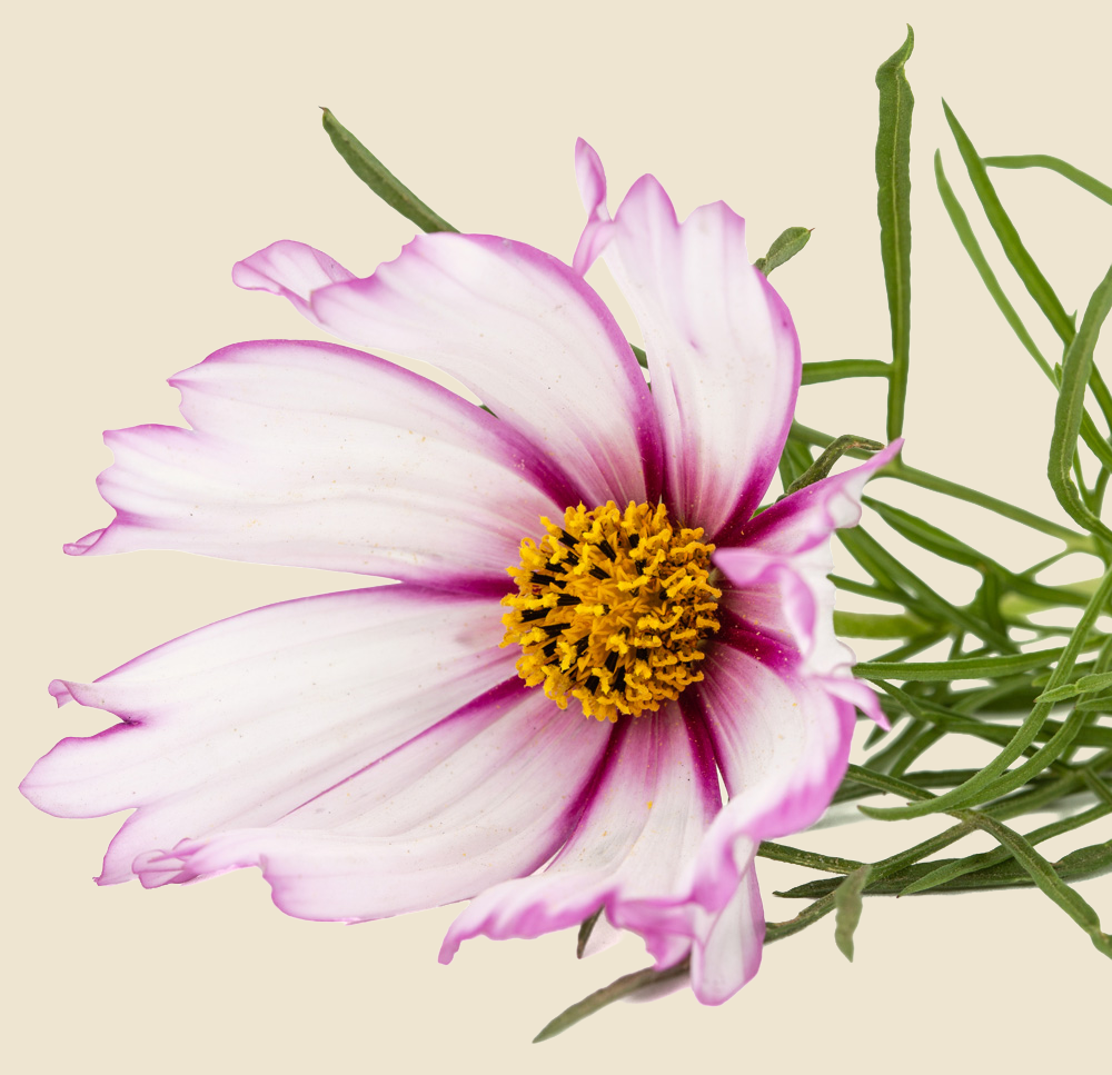 HertigFleurs Nos astuces Fleur header 2